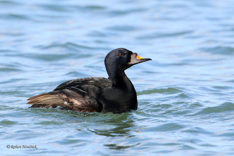 Common Scoter