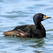 Common Scoter