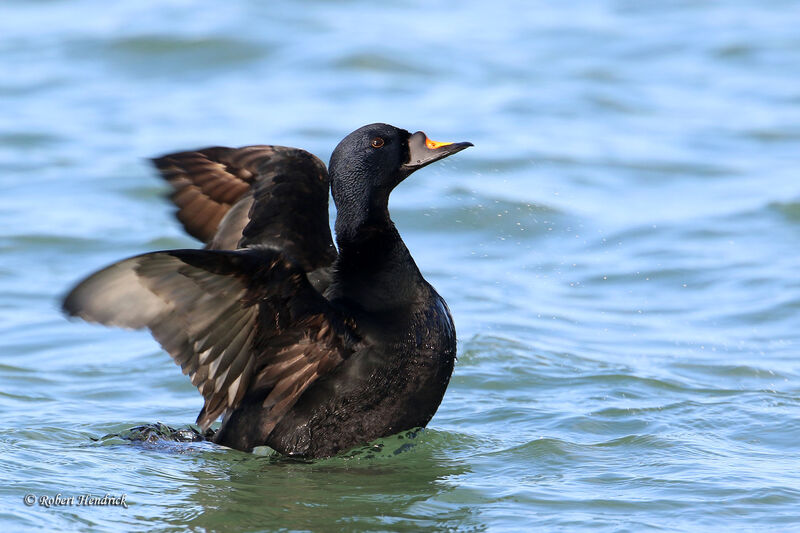 Common Scoter