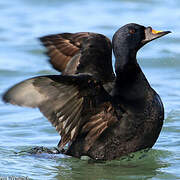 Common Scoter