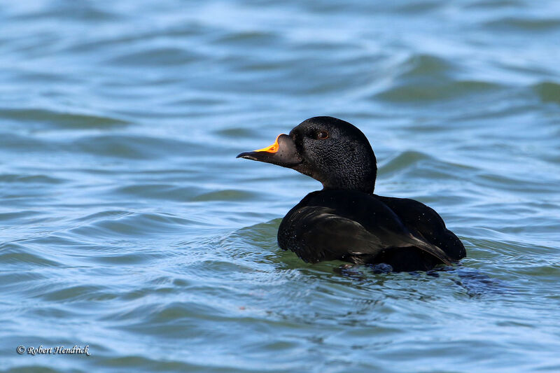 Common Scoter