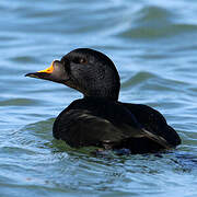 Common Scoter