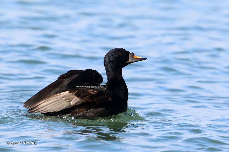 Common Scoter