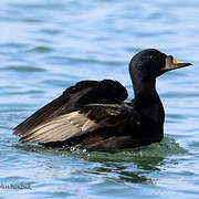 Common Scoter