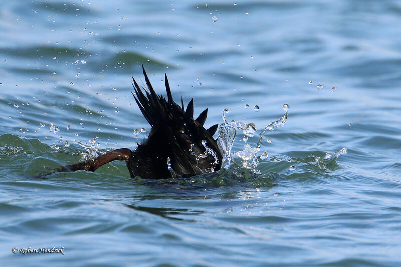 Common Scoter