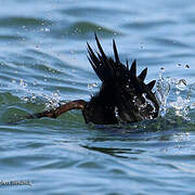 Common Scoter