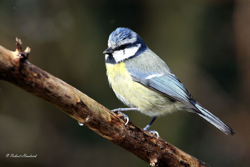 Mésange bleue