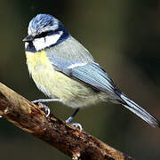 Mésange bleue