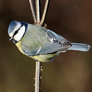 Mésange bleue