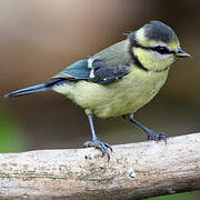 Mésange bleue