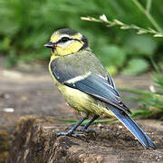 Mésange bleue