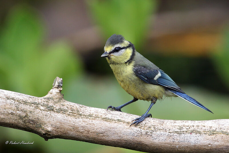 Mésange bleue