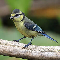 Mésange bleue