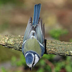 Mésange bleue