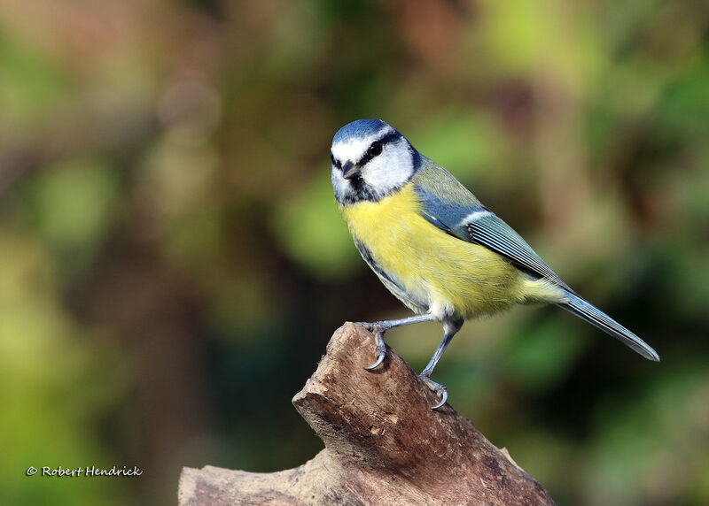 Eurasian Blue Tit