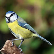 Eurasian Blue Tit