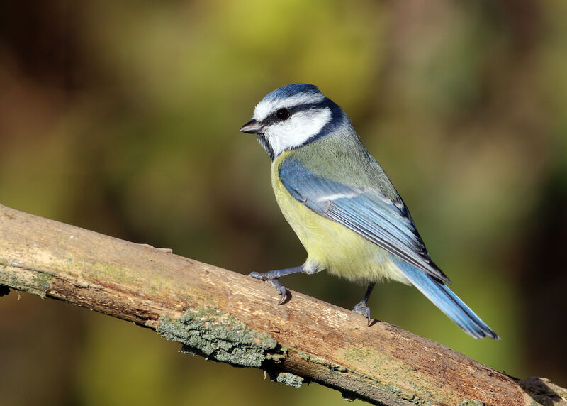 Eurasian Blue Tit