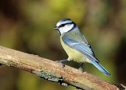 Mésange bleue