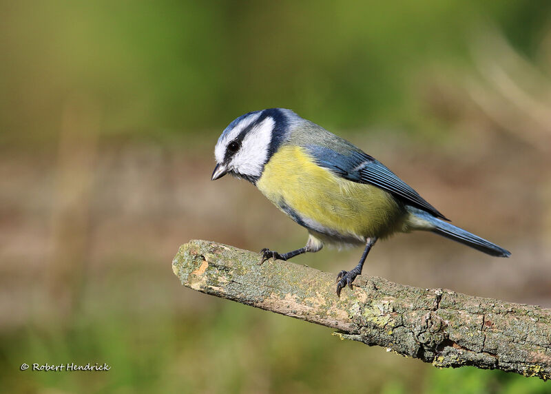 Eurasian Blue Tit