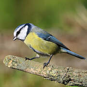 Eurasian Blue Tit