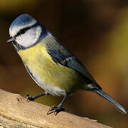 Eurasian Blue Tit