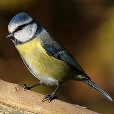 Mésange bleue