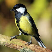 Great Tit