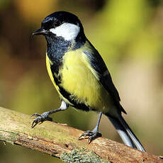 Mésange charbonnière