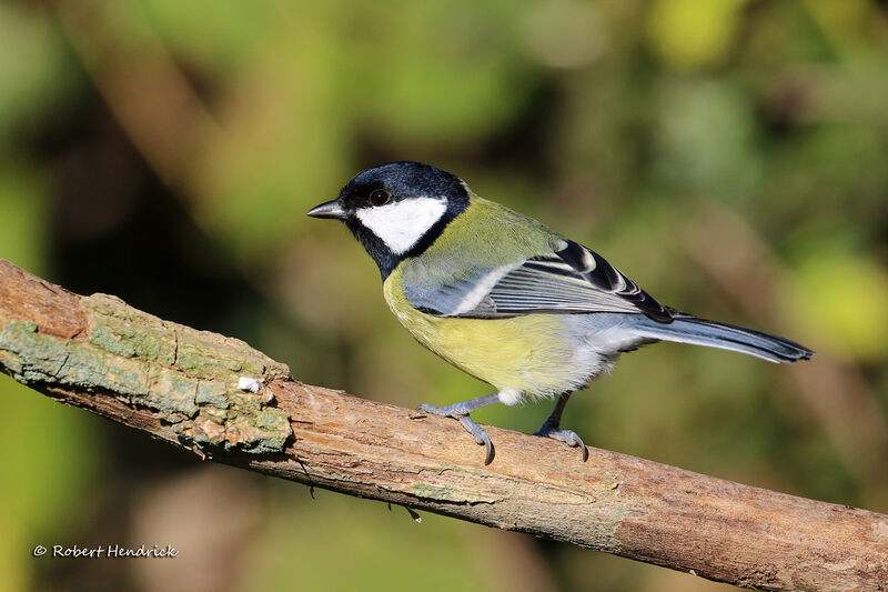 Great Tit