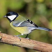 Great Tit