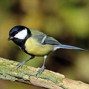 Great Tit