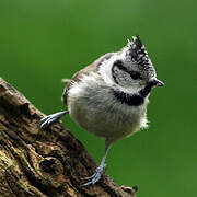 Crested Tit