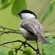 Marsh Tit