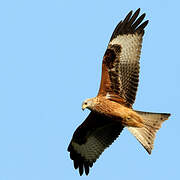 Red Kite