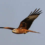 Red Kite