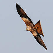 Red Kite