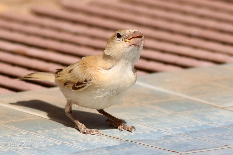 Moineau blanc