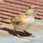 Moineau blanc