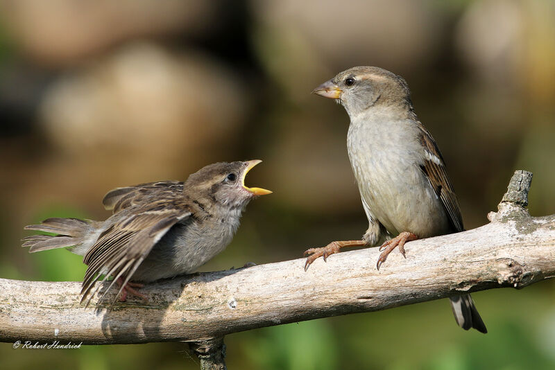 Moineau domestique