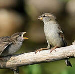 Moineau domestique