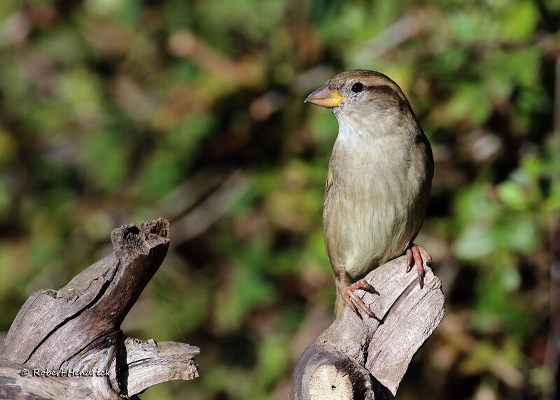 Moineau domestique