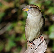 Moineau domestique