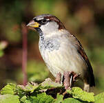 Moineau domestique