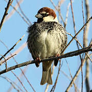 Spanish Sparrow