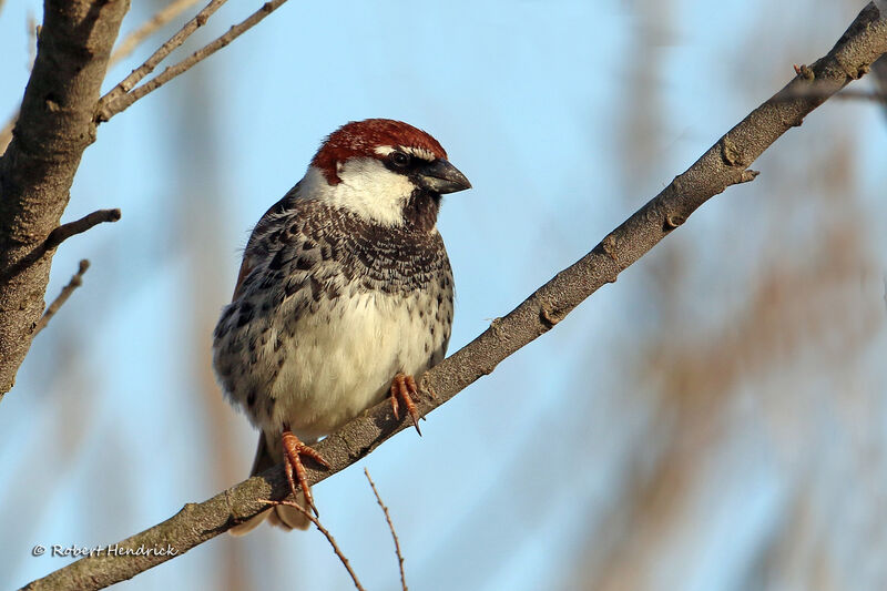 Spanish Sparrow