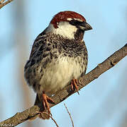 Spanish Sparrow