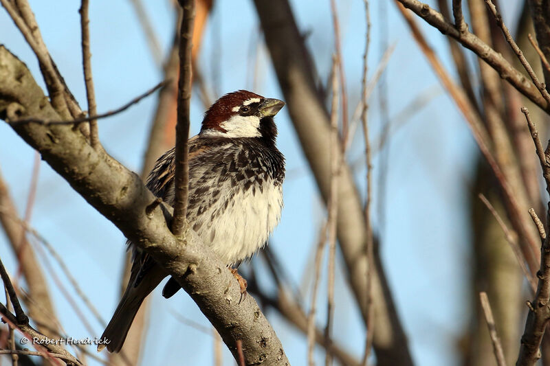 Spanish Sparrow