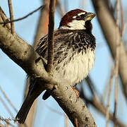 Spanish Sparrow