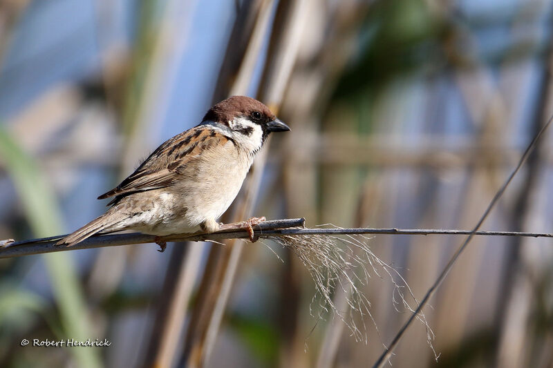 Eurasian Tree Sparrow