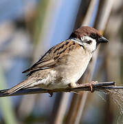 Eurasian Tree Sparrow